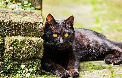 《四海兄弟：故乡》新预告 和妹子一起骑马游玩